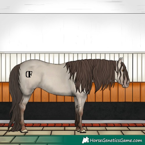 Horse Color:Classic Champagne Dun