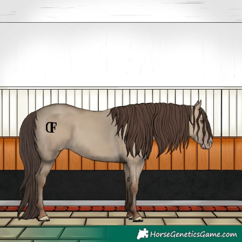 Horse Color:Classic Champagne Dun 