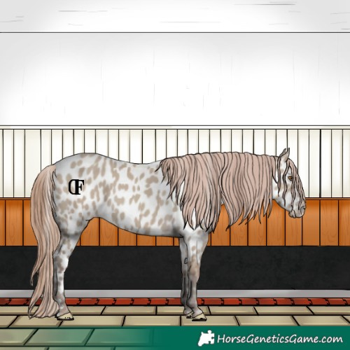 Horse Color:Classic Champagne Dun Appaloosa