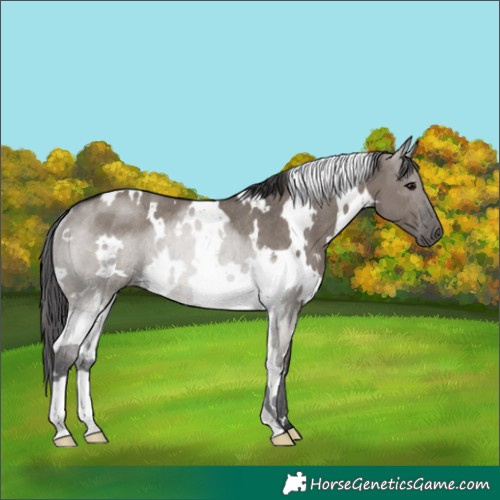 Horse Color:White Spotted Smoky Grullo Rabicano 