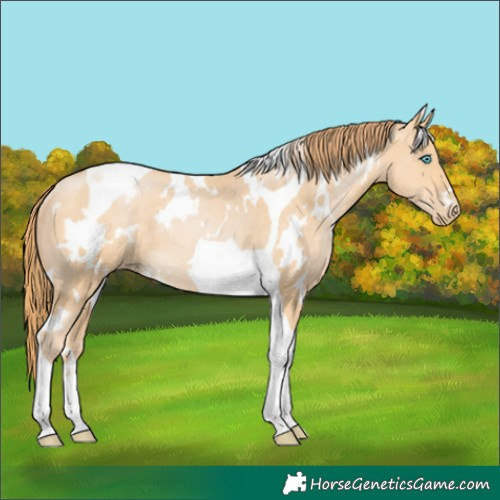 Horse Color:White Spotted Buckskin Pearl Tobiano Rabicano 
