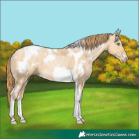Horse Color:White Spotted Buckskin Pearl Tobiano Rabicano 