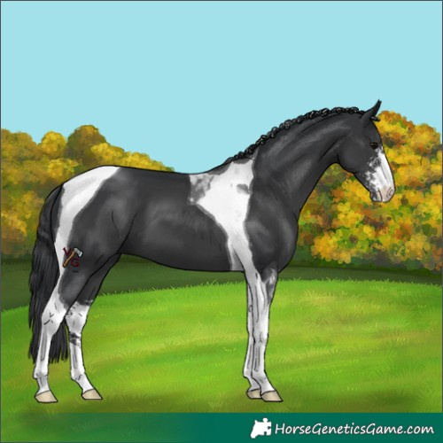 Horse Color:Black Sabino Tobiano 