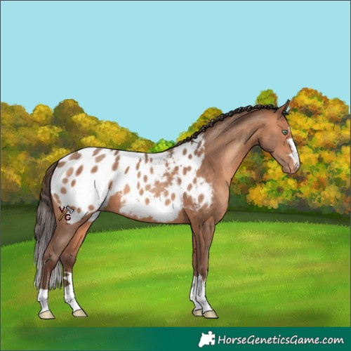 Horse Color:Sable Champagne Appaloosa 