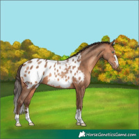 Horse Color:Sable Champagne Appaloosa