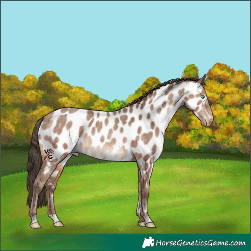 Horse Color:Amber Champagne Appaloosa Rabicano 