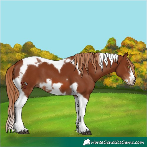 Horse Color:Chestnut Tobiano Frame 
