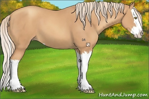 Horse Color:Gold Champagne Sabino Splash 