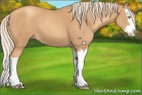 Horse Color:Gold Champagne Sabino Splash