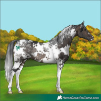 Horse Color:White Spotted Brown Dun Tobiano Rabicano Brindle 