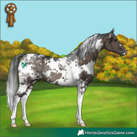 Horse Color:White Spotted Brown Dun Tobiano Rabicano Brindle 