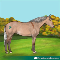 Horse Color:Silver Bay Dun Mushroom Rabicano 