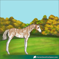Horse Color:Gray Silver Buckskin Sabino 