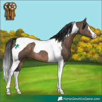 Horse Color:Brown Dun Tobiano