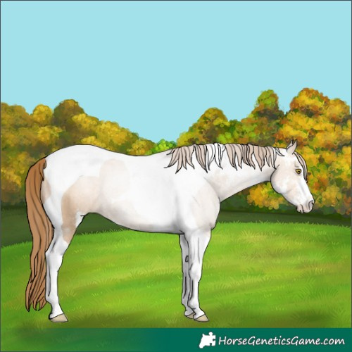 Horse Color:Bay Pearl Dun Sabino Tobiano Rabicano 