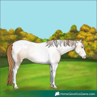 Horse Color:Bay Pearl Dun Sabino Tobiano Rabicano 