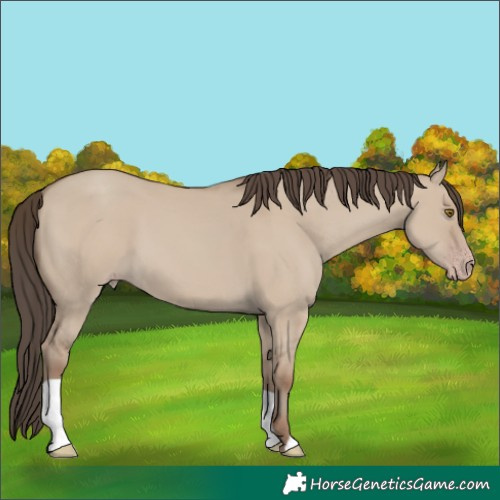 Horse Color:Classic Champagne Dun 