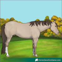 Horse Color:Classic Champagne Dun 
