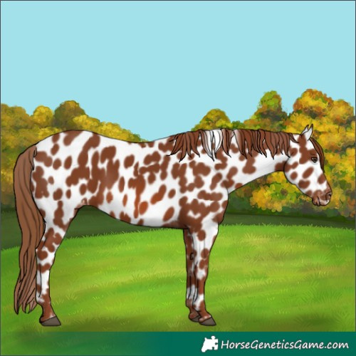 Horse Color:Chestnut Appaloosa 