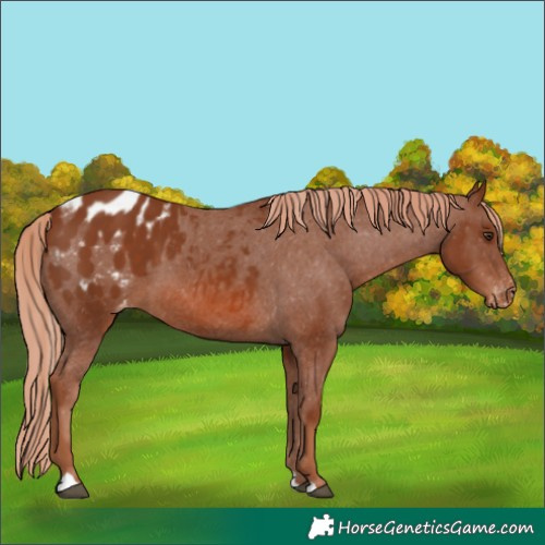 Horse Color:Chestnut Appaloosa 