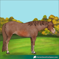 Horse Color:Chestnut Appaloosa 