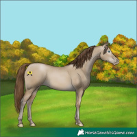 Horse Color:Gray Smoky Grullo Pearl 