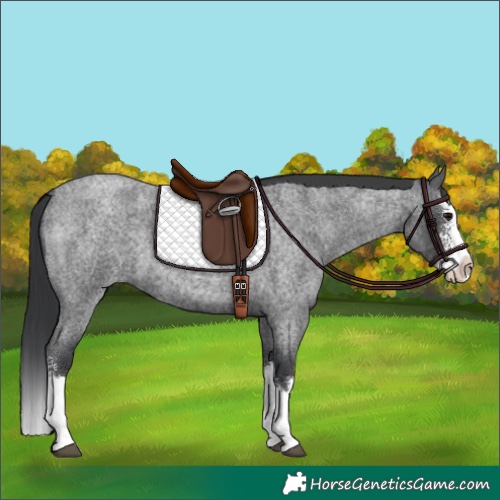 Horse Color:Blue Roan Sabino Splash