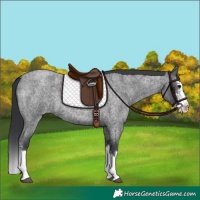 Horse Color:Blue Roan Sabino Splash
