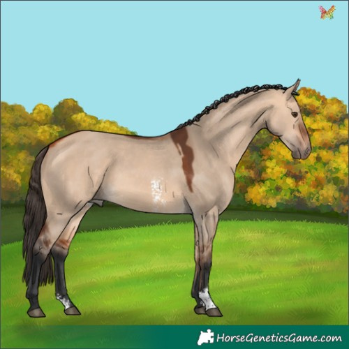 Horse Color:Bay Dun Sabino 