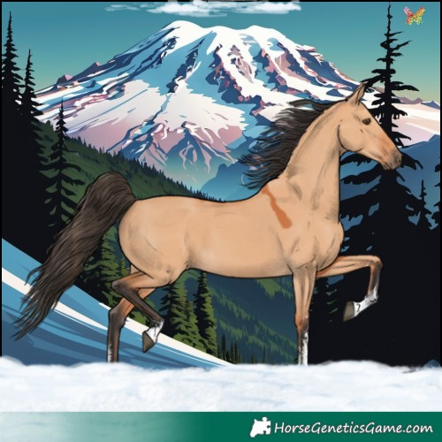 Horse Color:Bay Dun Sabino Rabicano 
