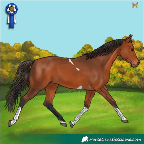 Horse Color:Bay Tobiano 