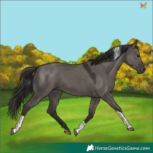 Horse Color:Smoky Grullo Tobiano Rabicano 
