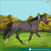 Horse Color:Smoky Grullo Tobiano Rabicano 