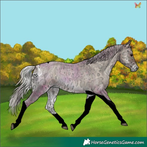 Horse Color:Plaid  Silver Blue Onyx Ice Roan Tobiano 