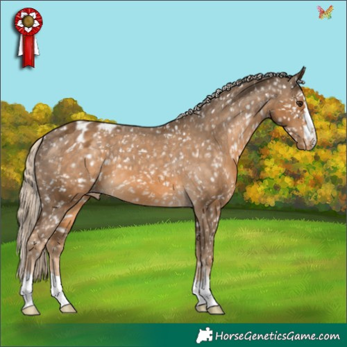 Horse Color:Chocolate Palomino Appaloosa 