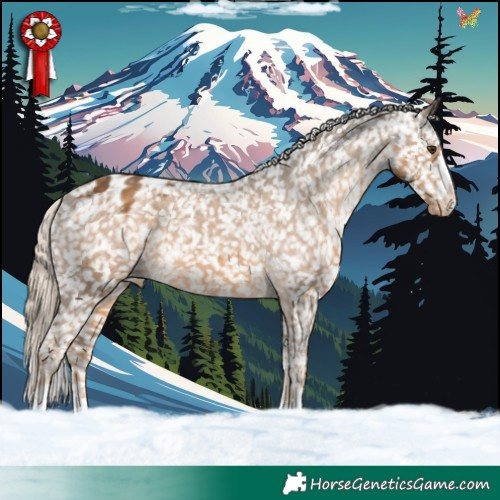 Horse Color:Chocolate Palomino Appaloosa 