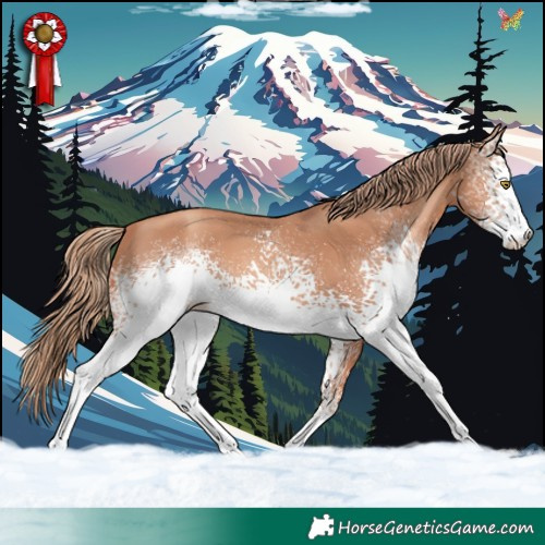 Horse Color:White Spotted Gold Champagne 