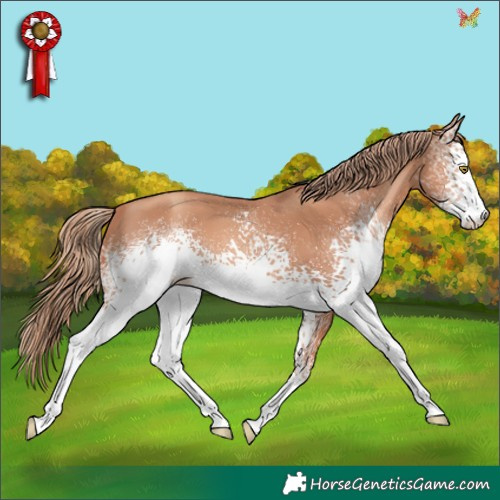 Horse Color:White Spotted Gold Champagne 