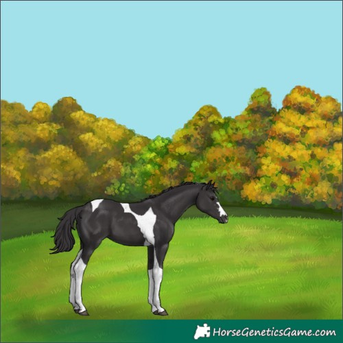 Horse Color:Smoky Black Tobiano 