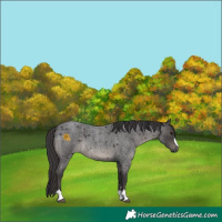 Horse Color:Smoky Blue Roan 