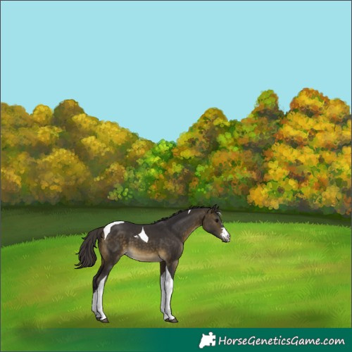 Horse Color:Buckskin Tobiano 