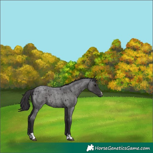 Horse Color:Smoky Blue Roan 