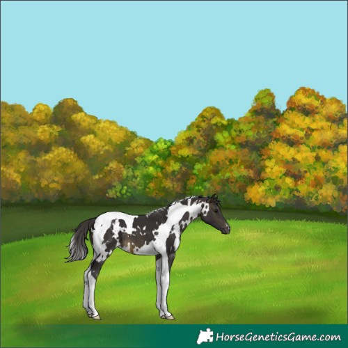 Horse Color:White Spotted Buckskin Tobiano 