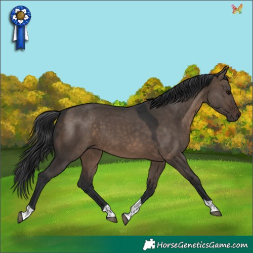 Horse Color:Brown Dun Tobiano 