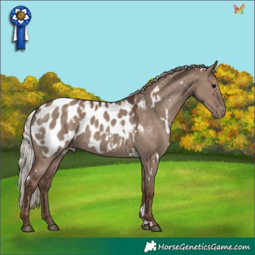Horse Color:White Spotted Silver Grullo Appaloosa