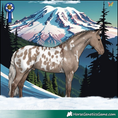 Horse Color:White Spotted Silver Grullo Appaloosa 