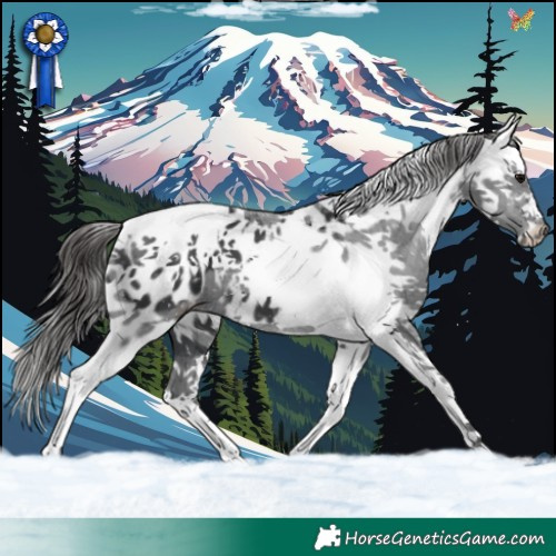 Horse Color:White Spotted Black Splash Appaloosa 