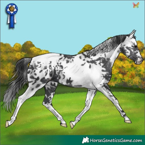 Horse Color:White Spotted Black Splash Appaloosa 