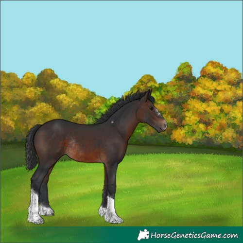 Horse Color:Brown Tobiano Rabicano
