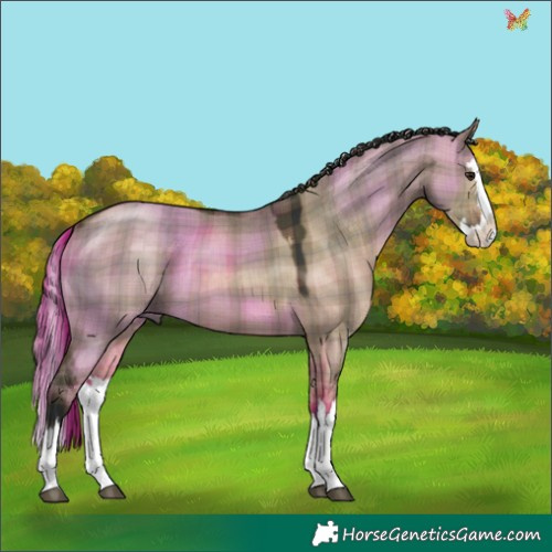 Horse Color:Plaid  Brown Dun Splash 
